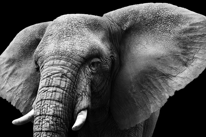Elephant Head Close-up — Black, Dramatic