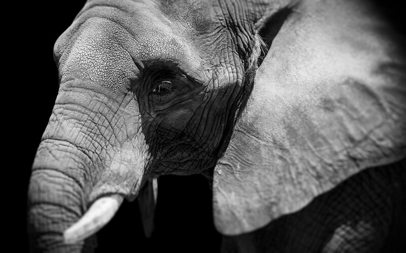 Elephant Head Close-up — Black
