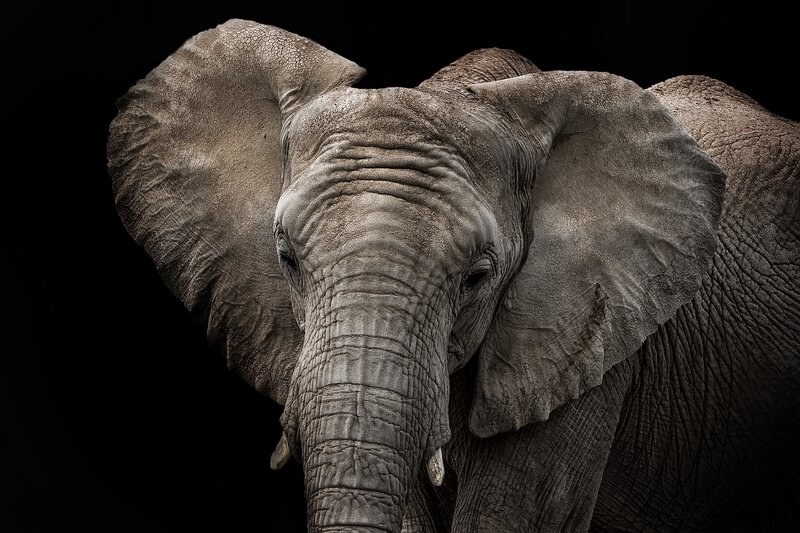 Elephant Head Close-up — Gray, Dramatic, Photograph