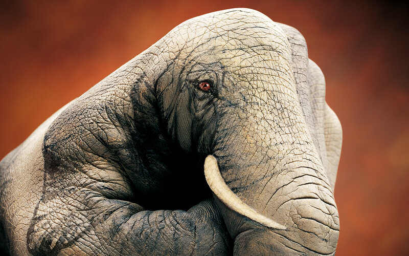 Elephant Head Close-up — Gray, Dramatic