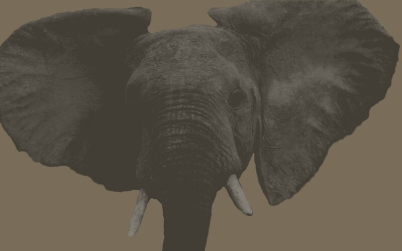 elephant head close-up