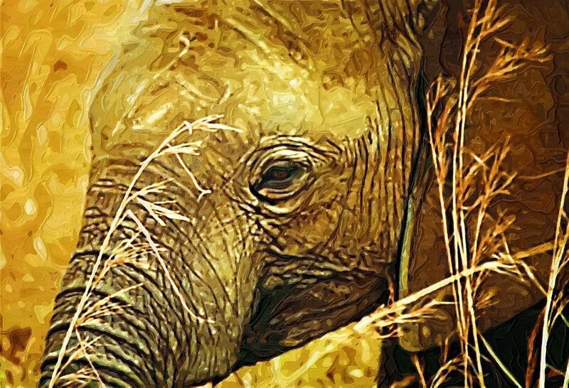 Elephant Head in Grass