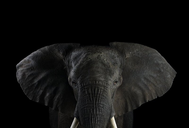 Elephant Head Portrait