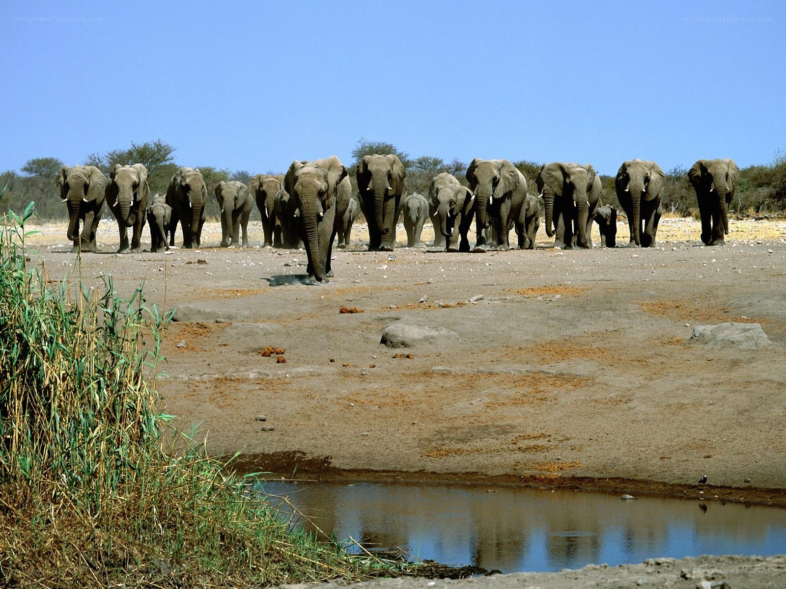 elephant herd at a waterhole