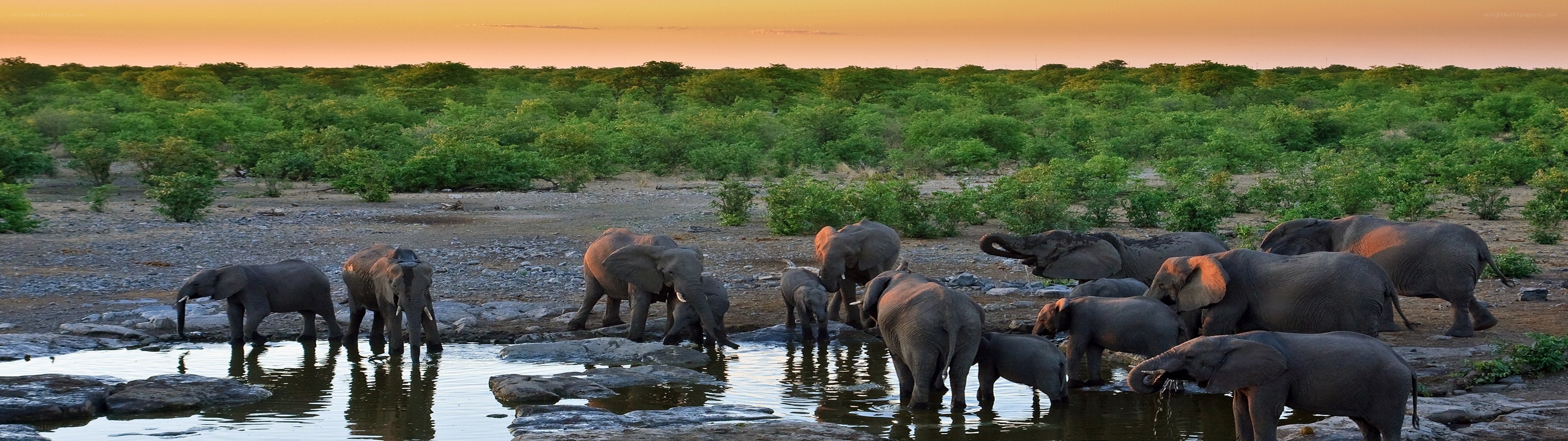 Elephant herd at a waterhole
