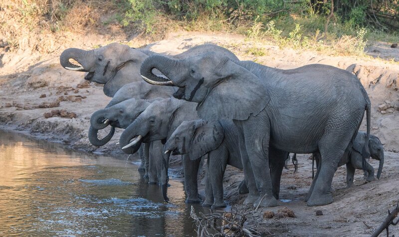 Elephant Herd at River — Gray, Calm
