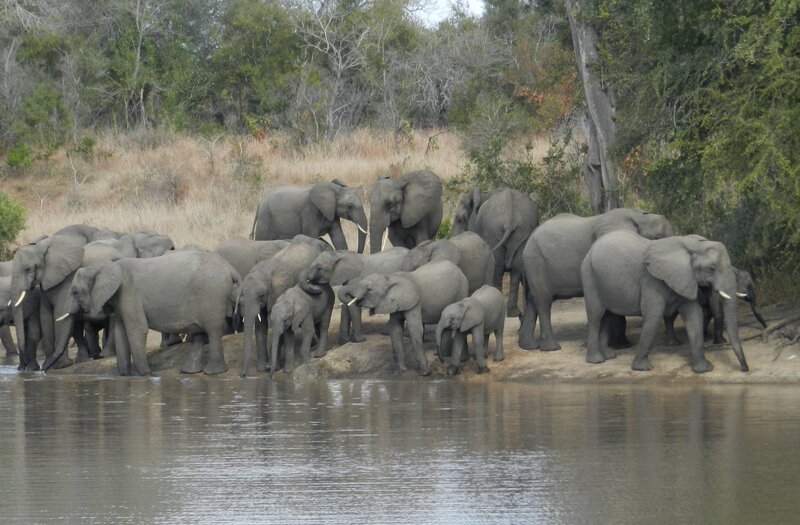 Elephant Herd at River — Gray