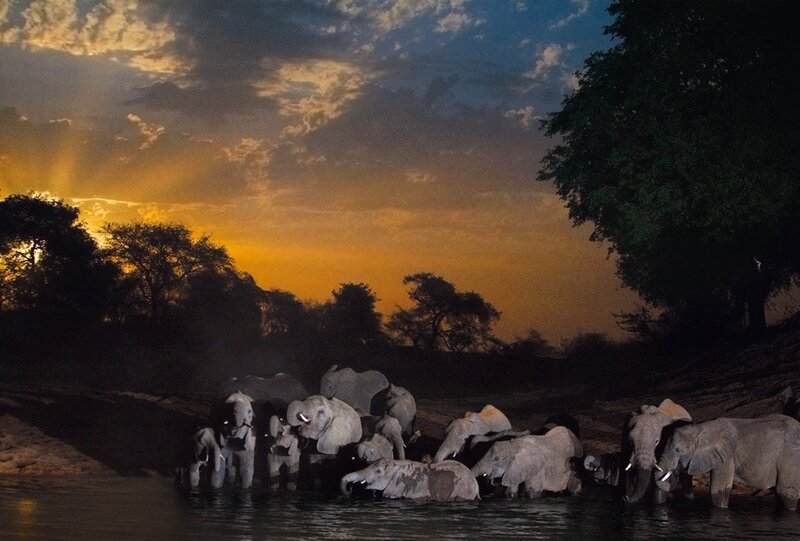 Elephant Herd at River — Orange, Dramatic