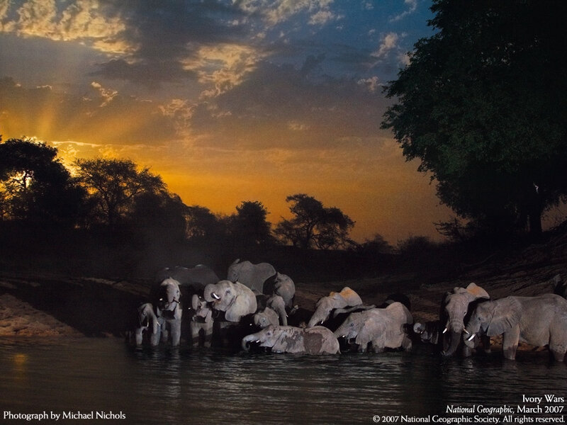Elephant Herd at River — Orange