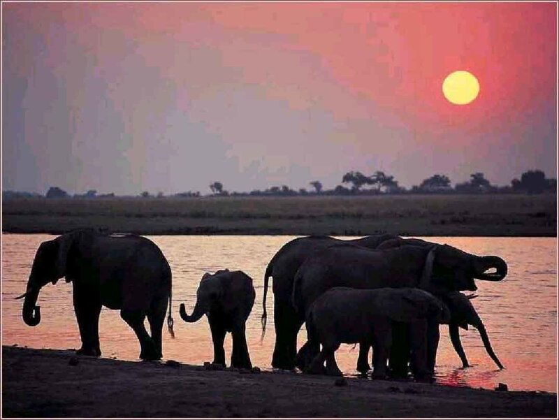 Elephant Herd at River — Pink