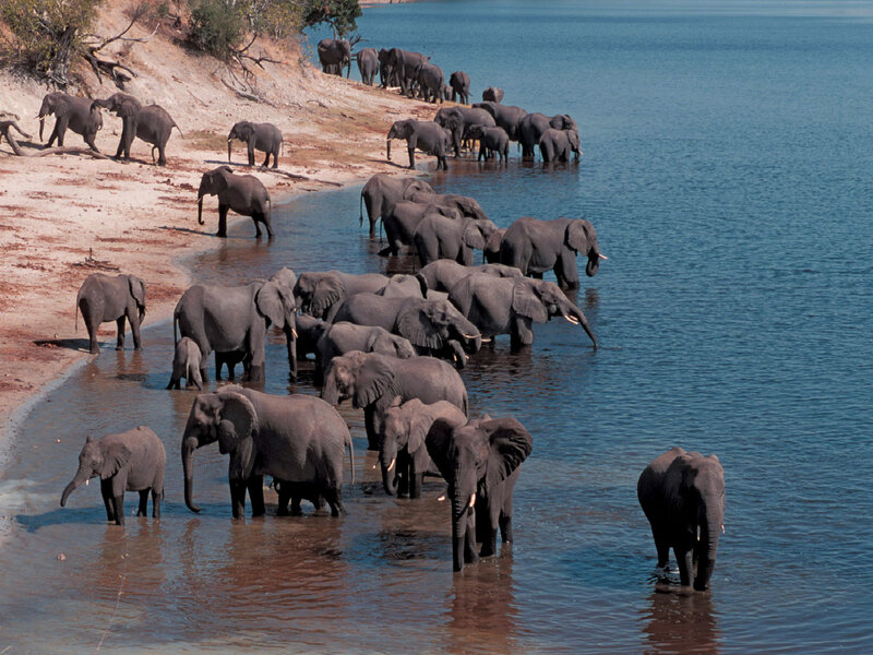 Elephant Herd at River