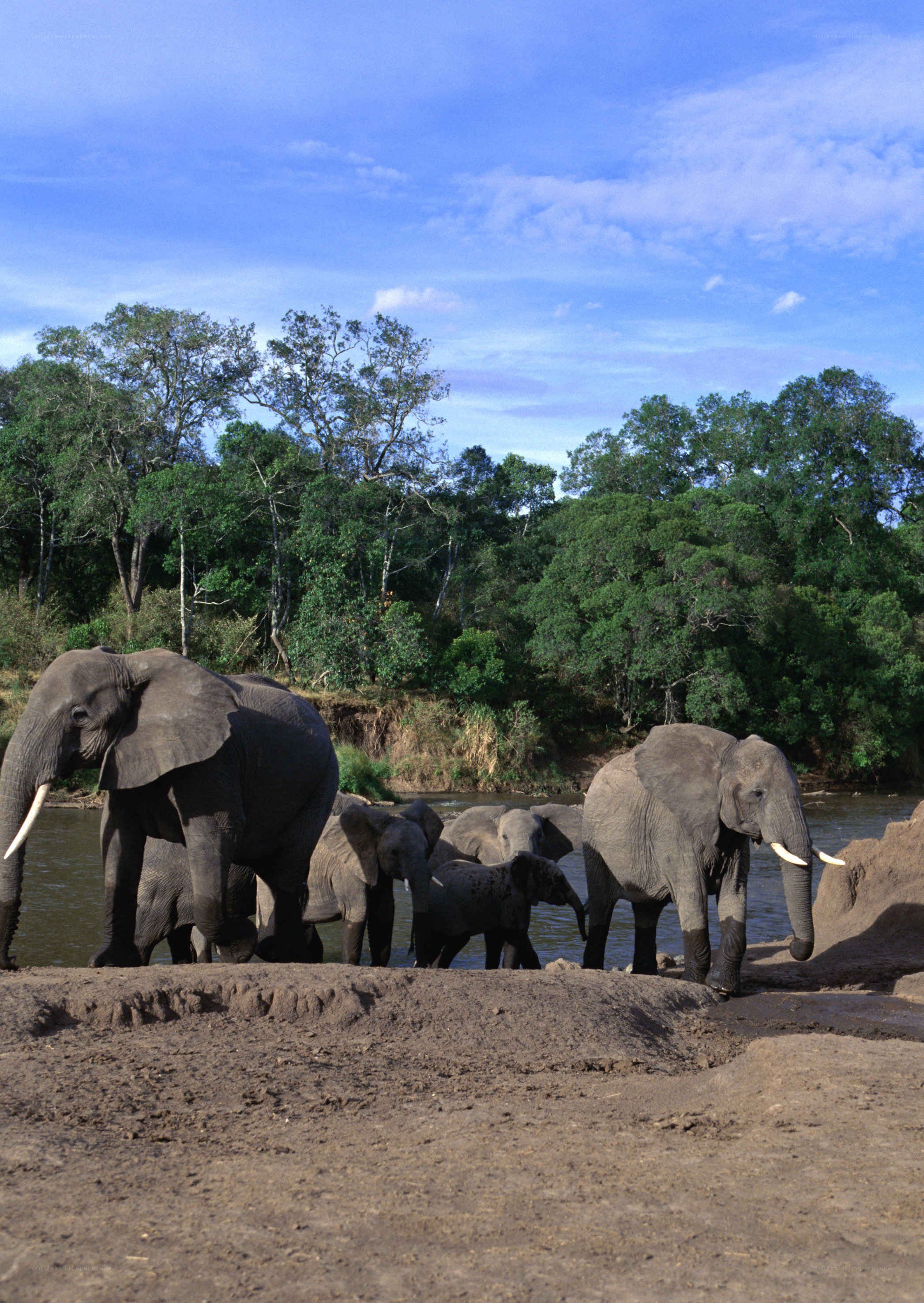 Elephant herd at riverbank