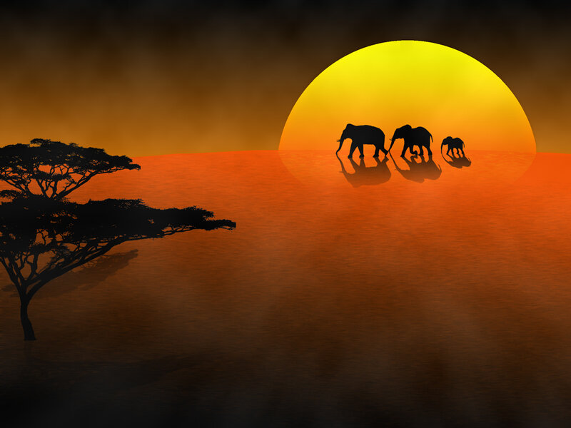 Elephant herd at sunset