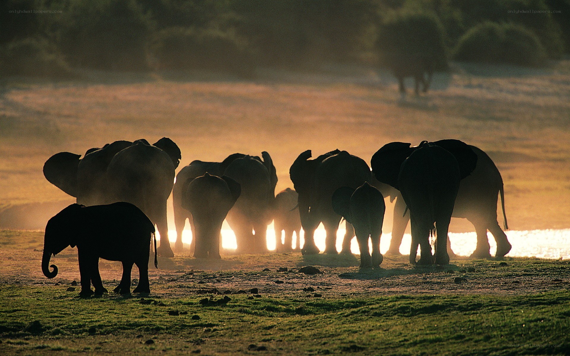 Elephant herd at sunset
