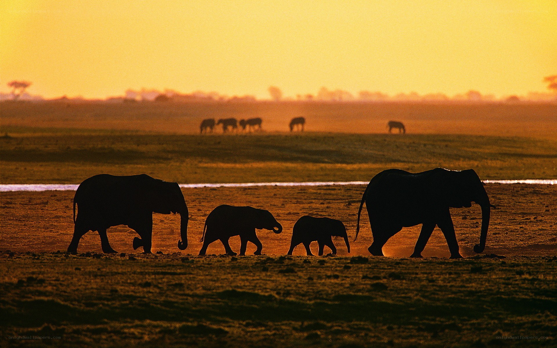 elephant herd at sunset