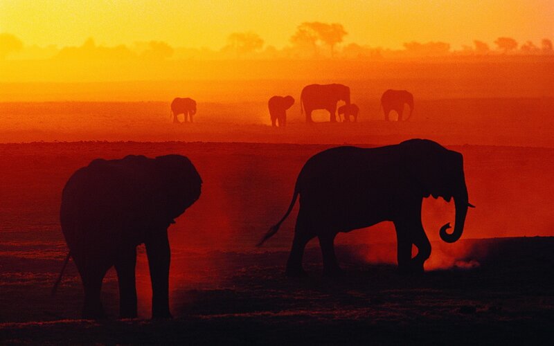 Elephant herd at sunset