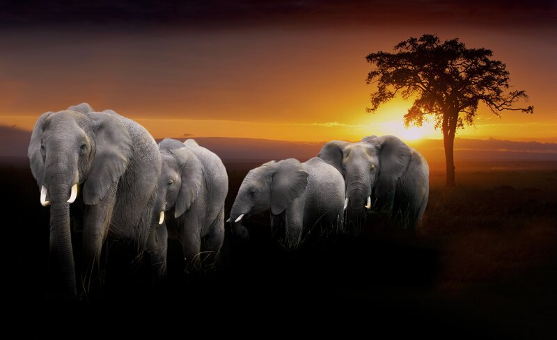 Elephant Herd at Sunset — Orange, Dramatic, Photograph