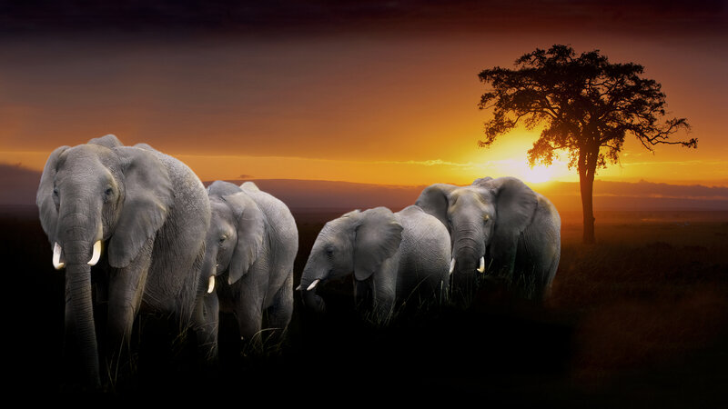 Elephant Herd at Sunset — Orange, Dramatic, Photograph, Tree