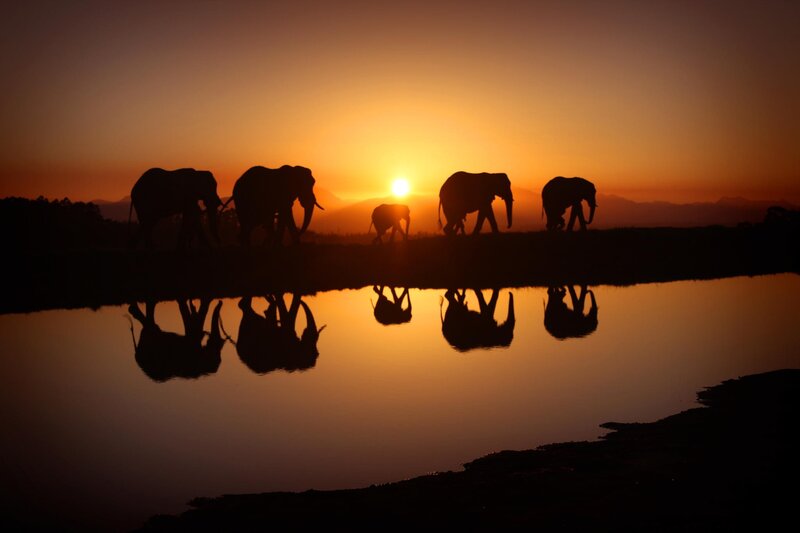 Elephant Herd at Sunset — Orange, Serene, Photograph, Sun