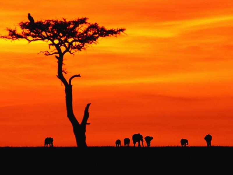 Elephant Herd at Sunset — Orange, Serene, Photograph