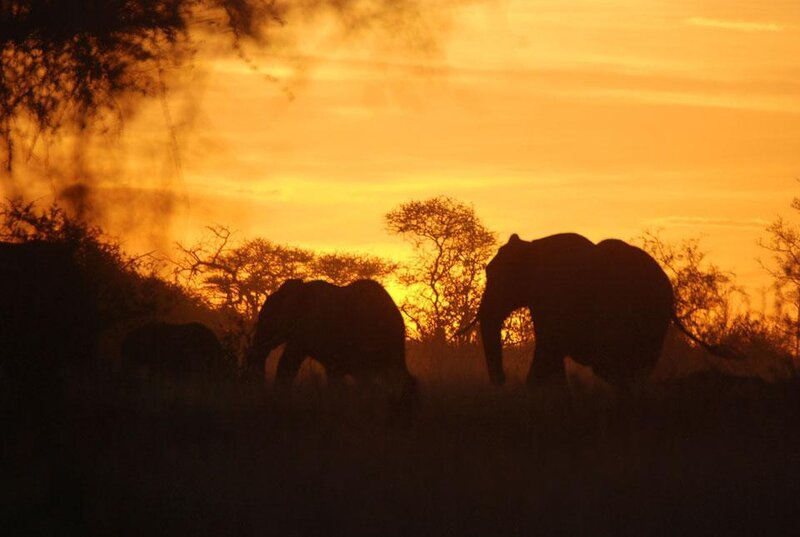 Elephant Herd at Sunset — Orange, Serene