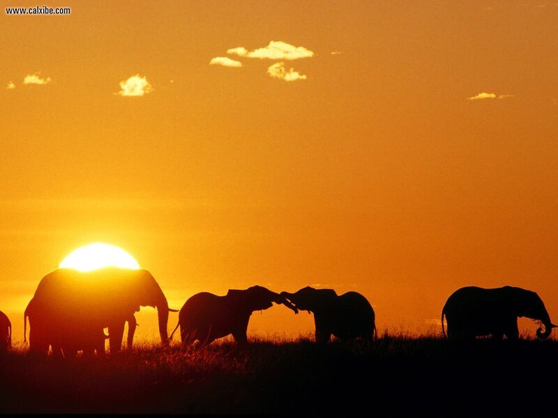 Elephant Herd at Sunset — Orange