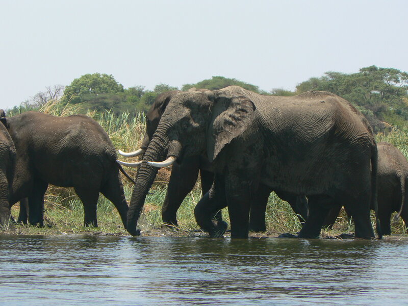 Elephant Herd at Water