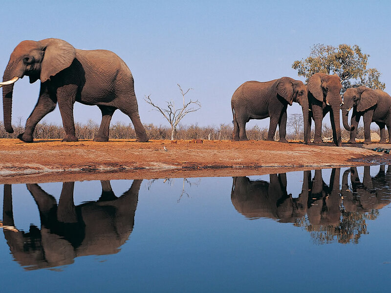 Elephant Herd at Waterhole — Blue