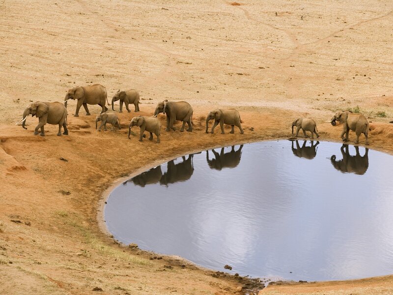 Elephant Herd at Waterhole — Brown, Serene