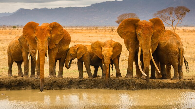 Elephant Herd at Waterhole — Brown