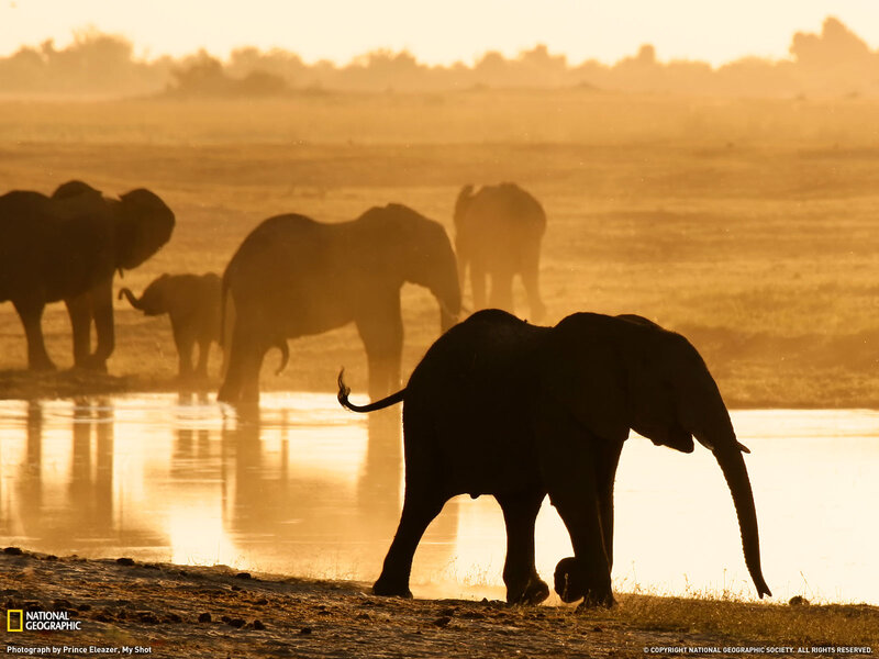 Elephant Herd at Waterhole — Gold, Serene