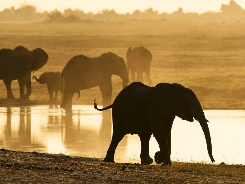 Elephant Herd at Waterhole — Gold