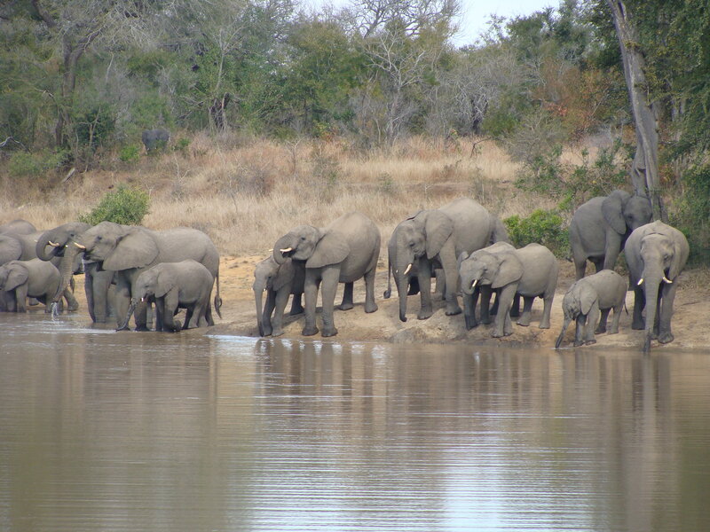 Elephant Herd at Waterhole — Gray, Calm