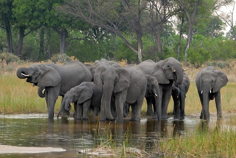 Elephant Herd at Waterhole — Gray