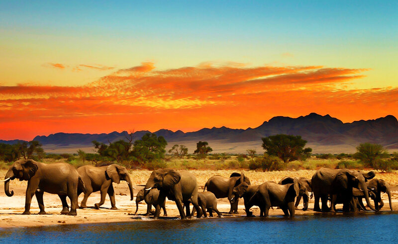 Elephant Herd at Waterhole — Orange, Dramatic