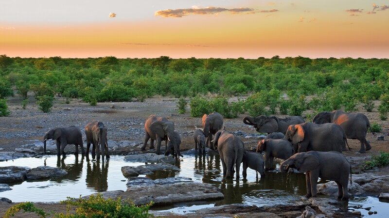 Elephant Herd at Waterhole — Orange, Serene, Sunset