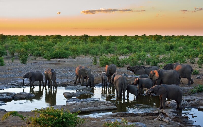 Elephant Herd at Waterhole — Orange