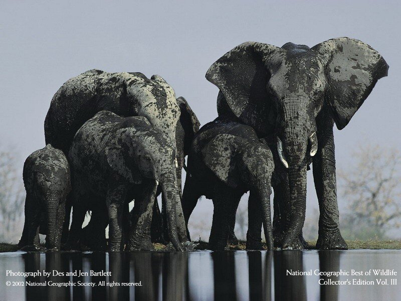Elephant herd at waterhole