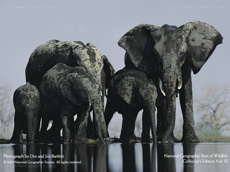 Elephant herd at waterhole
