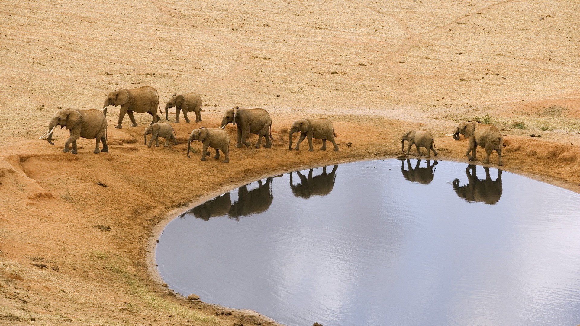 elephant herd at watering hole
