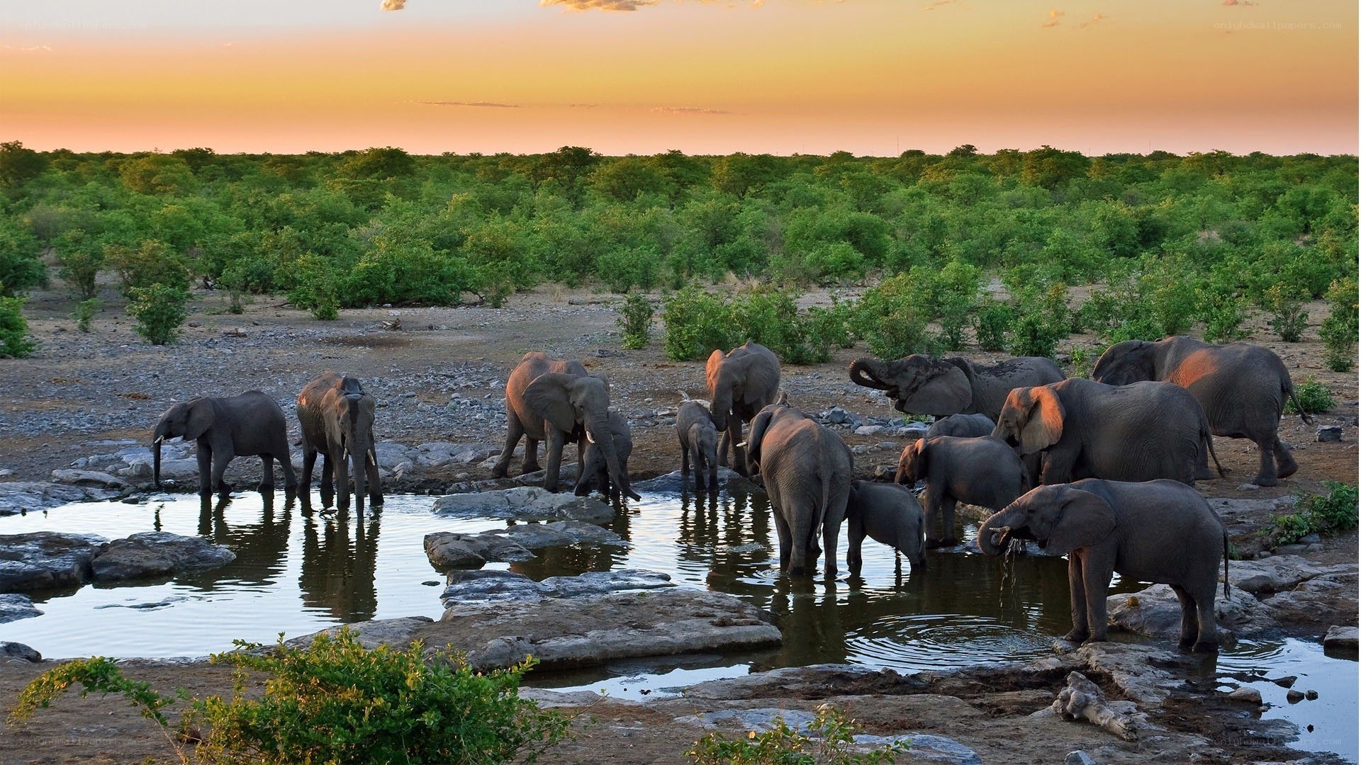 Elephant herd at watering hole