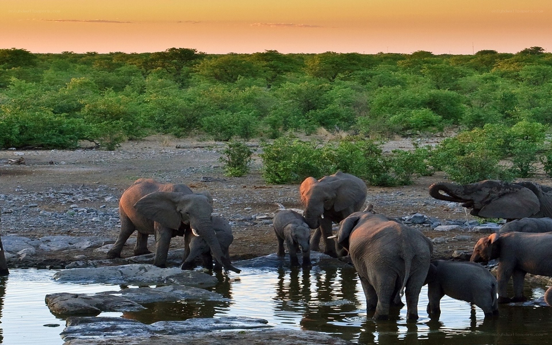 Elephant herd at watering hole