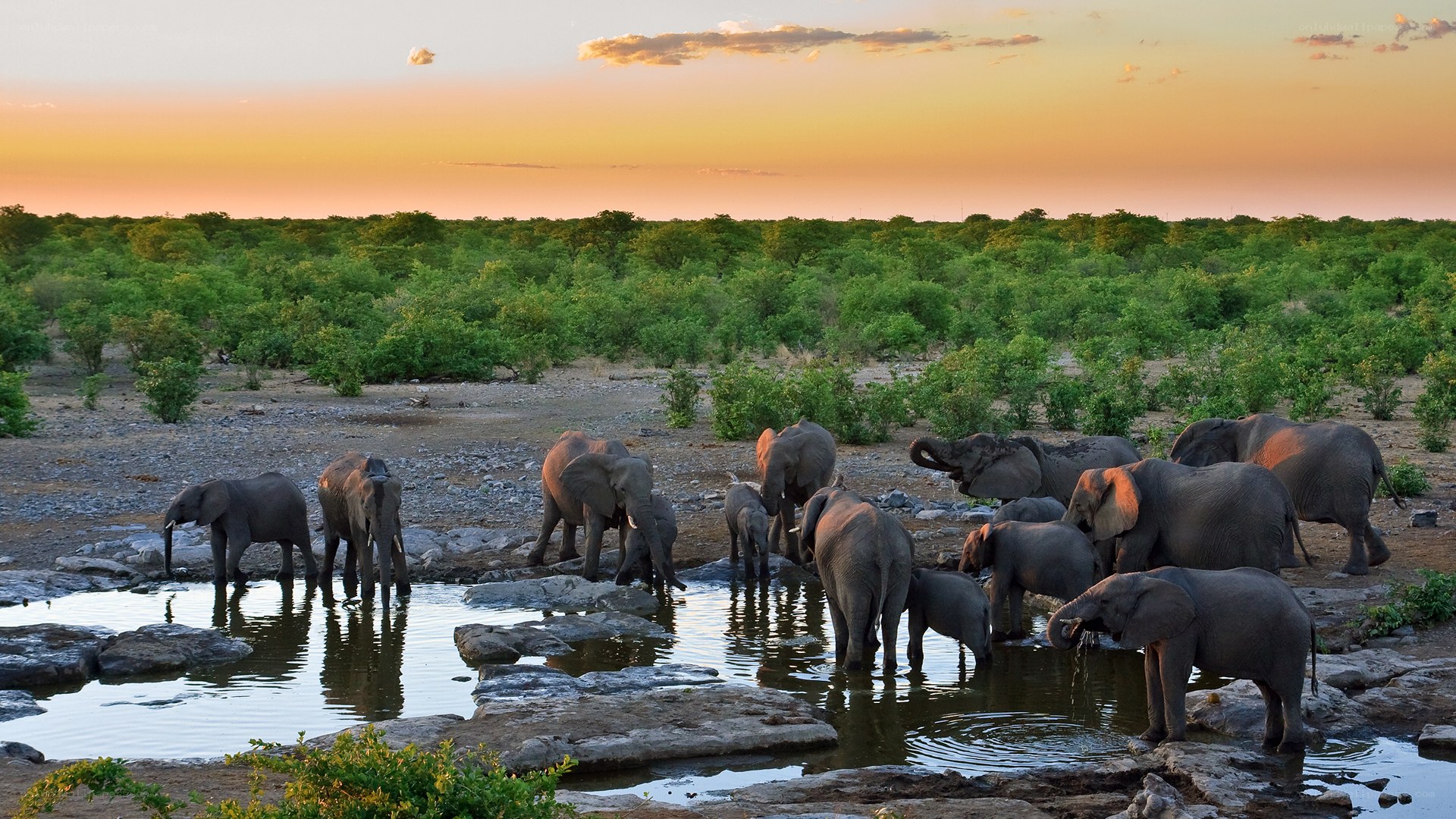 Elephant herd at watering hole