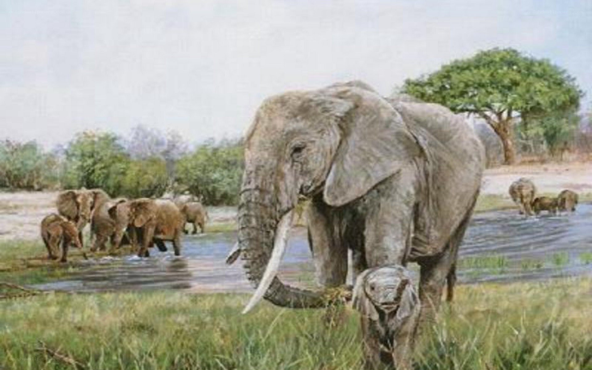 Elephant herd at watering hole