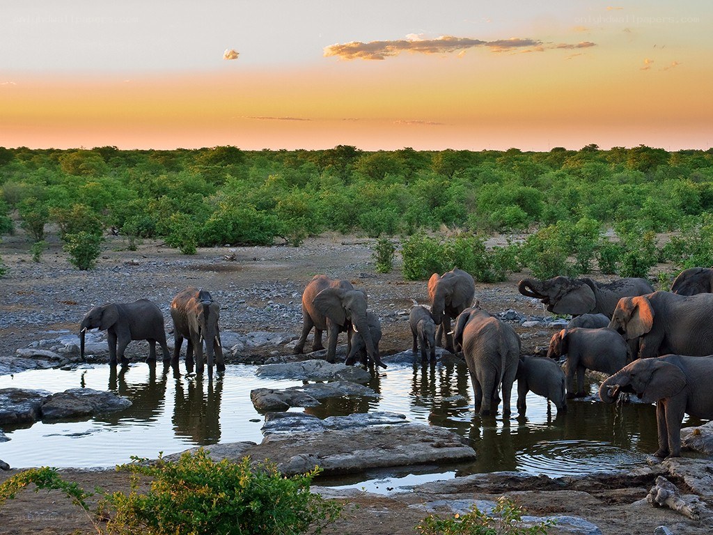 Elephant herd at watering hole