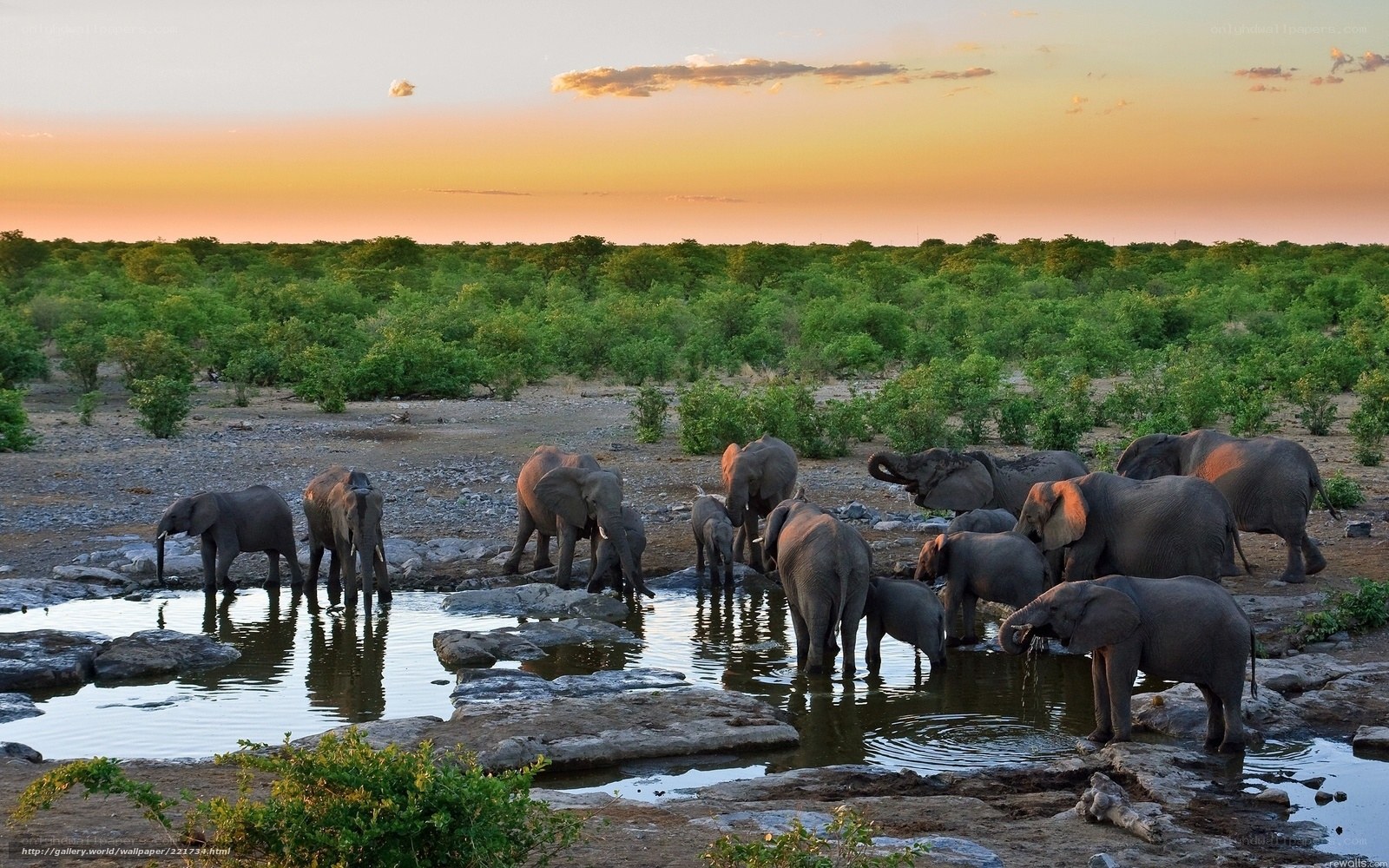 Elephant herd at watering hole