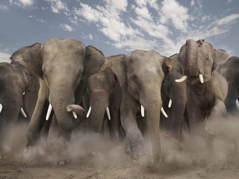 Elephant herd charging forward