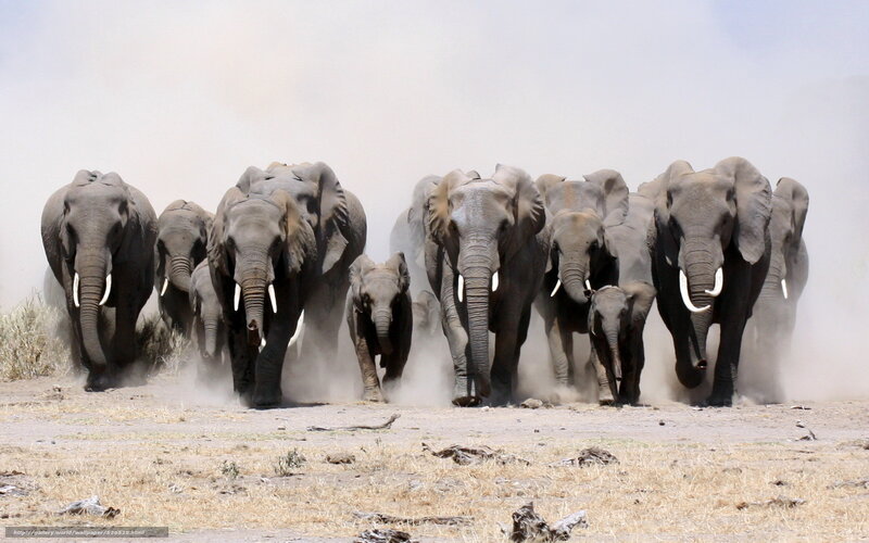 elephant herd charging forward
