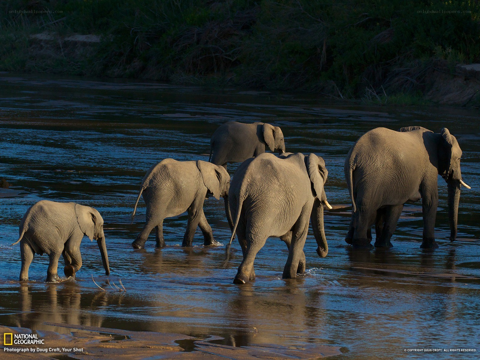 Elephant herd crossing a river