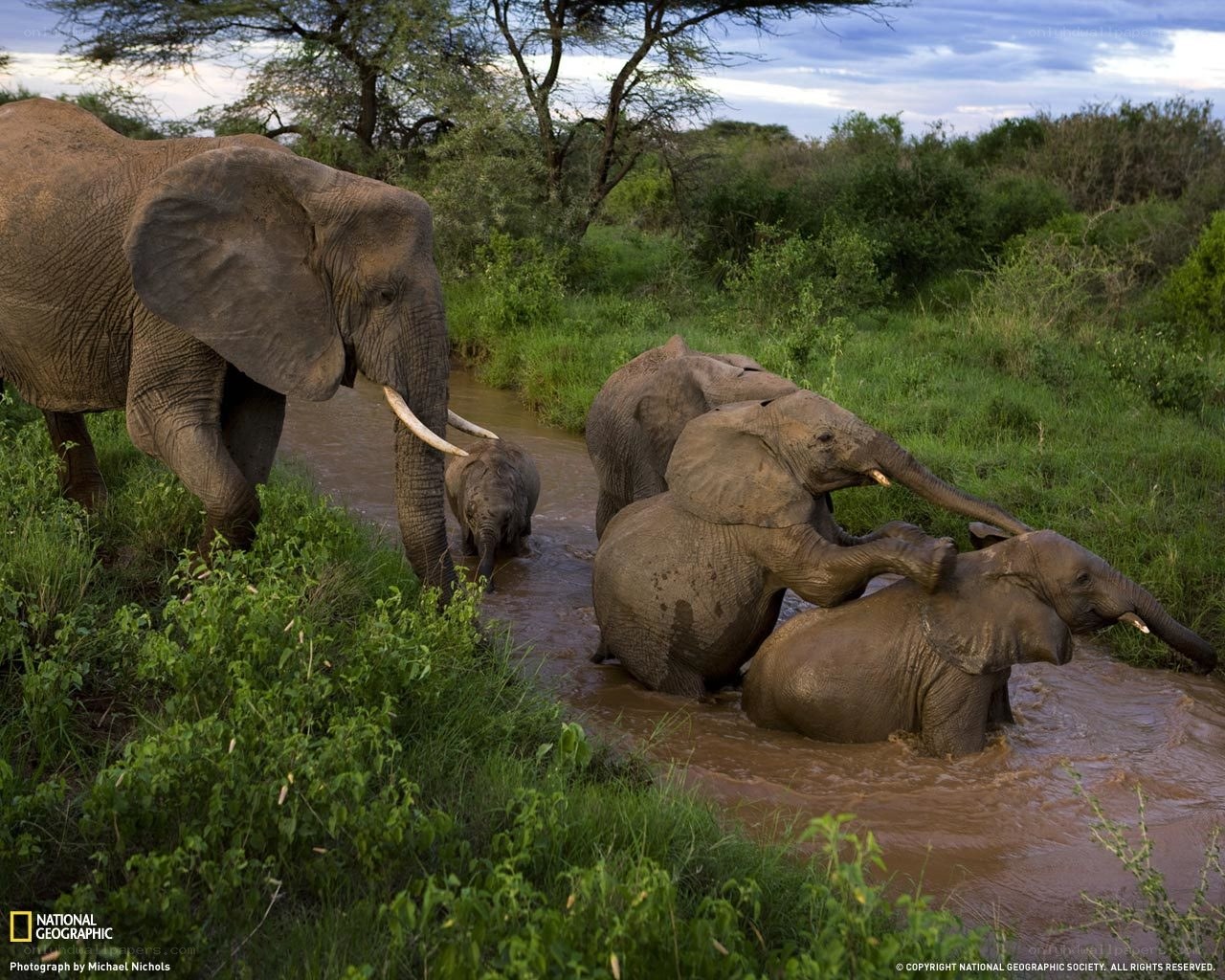 Elephant herd crossing a river